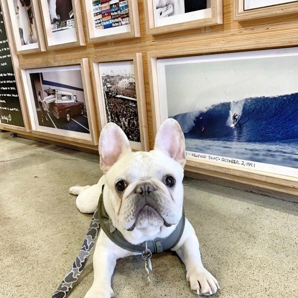 PETsRUS Premium No Pull Dog Harness 2 Leash Clips Olive Green Khaki Neoprene - Picture 7 of 10